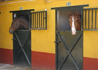 caballos esperando